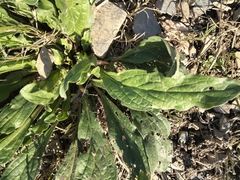 Echium plantagineum