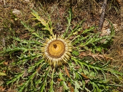 Carlina acanthifolia