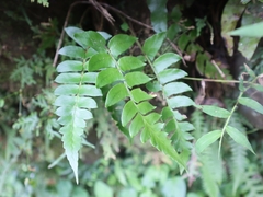 Polystichum lepidocaulon