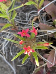 Collomia biflora