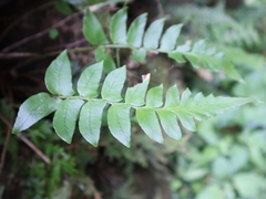 Polystichum lepidocaulon