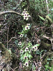 Telipogon latifolius