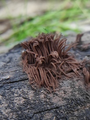 Stemonitis