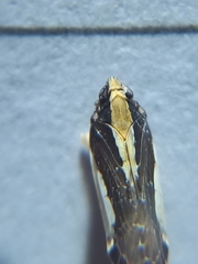 Achilidae