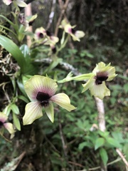 Telipogon latifolius