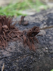 Stemonitis