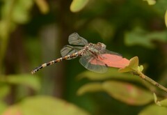 Paragomphus genei