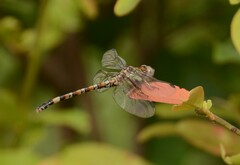 Paragomphus genei