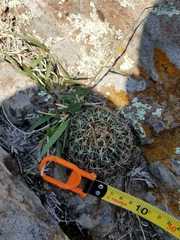 Echinofossulocactus zacatecasensis