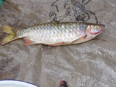 Brycinus macrolepidotus
