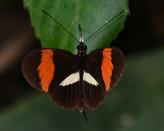Heliconius melpomene