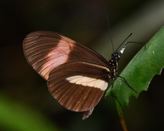 Heliconius melpomene
