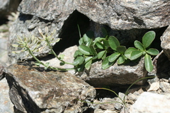 Noccaea corymbosa
