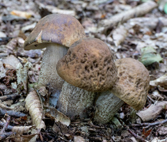 Leccinellum pseudoscabrum