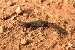 Crenadactylus ocellatus