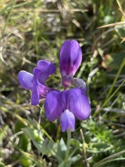 Lathyrus magellanicus