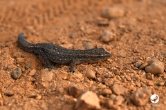 Crenadactylus ocellatus