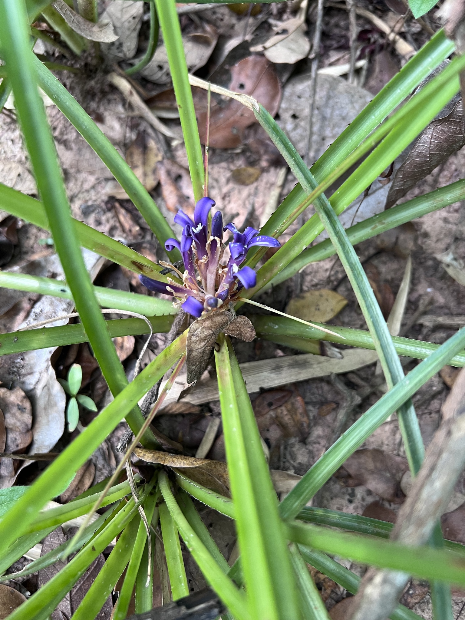 Bromelia araujoi
