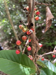 Dilleniaceae