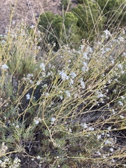Gypsophila struthium