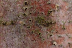 Arthonia punctiformis