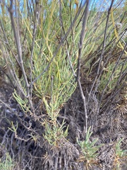 Gypsophila struthium