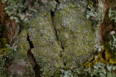 Lecanora barkmaniana