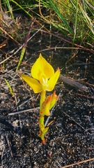Disa tenuifolia