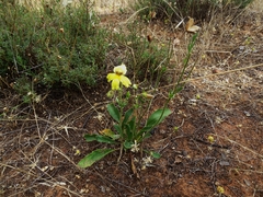 Goodenia arguta