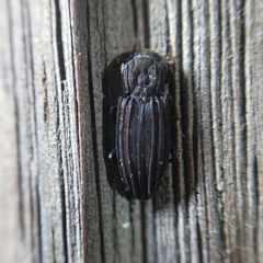 Bothrideridae