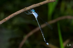 Lestes praemorsus