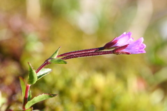 Epilobium anagallidifolium