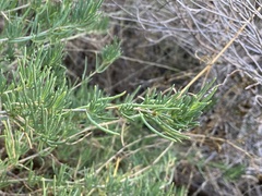 Gypsophila struthium