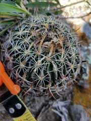 Echinofossulocactus zacatecasensis