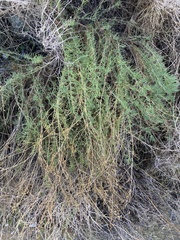 Gypsophila struthium