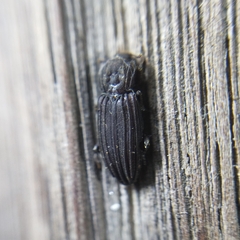 Bothrideridae