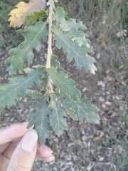 Quercus pyrenaica