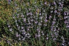 Satureja thymbra