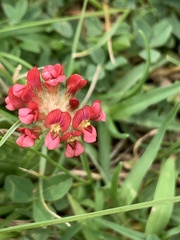 Trifolium africanum