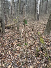 Lonicera periclymenum