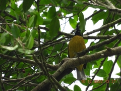 Rubigula flaviventris