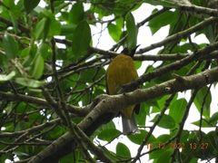 Rubigula flaviventris