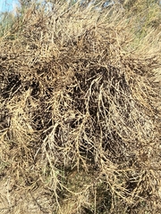 Limoniastrum monopetalum