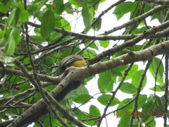 Rubigula flaviventris