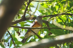 Turdus hortulorum