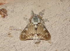 Wittinia cremor