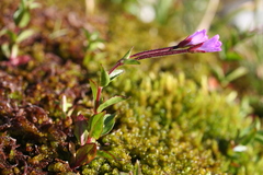 Epilobium anagallidifolium
