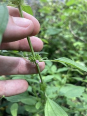 Chaiturus marrubiastrum