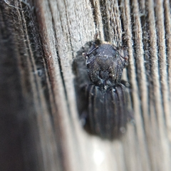 Bothrideridae