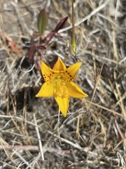 Alstroemeria patagonica